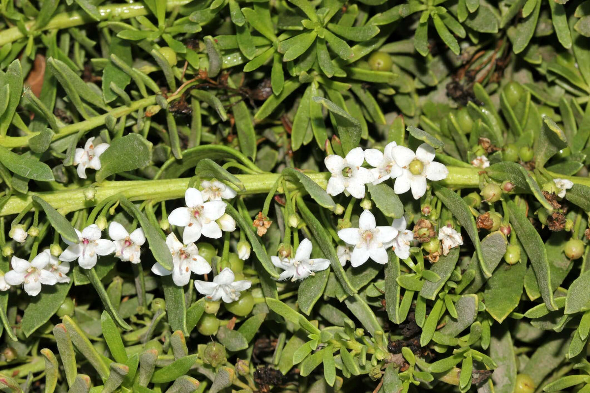 Myoporum parvifolium 'White' - PlantsExpress.com