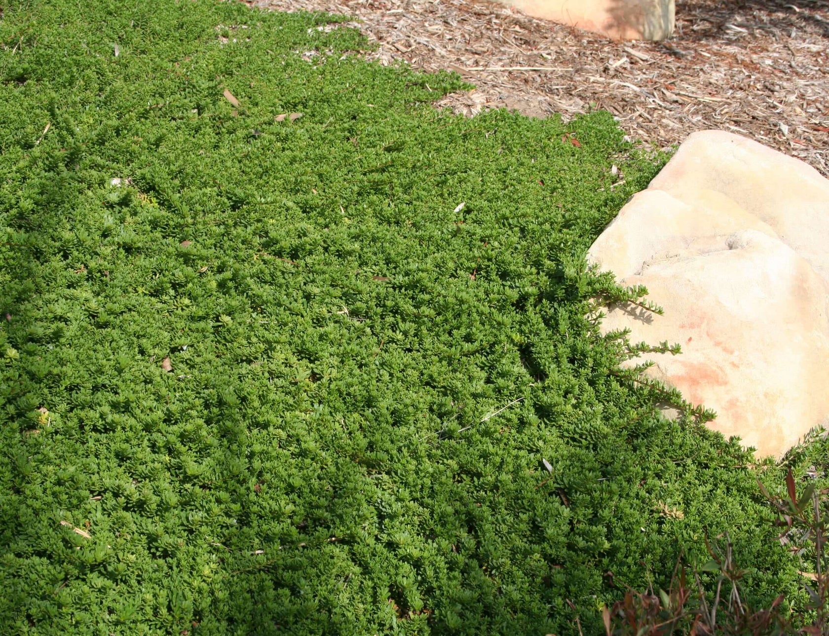 Myoporum parvifolium 'White' - PlantsExpress.com