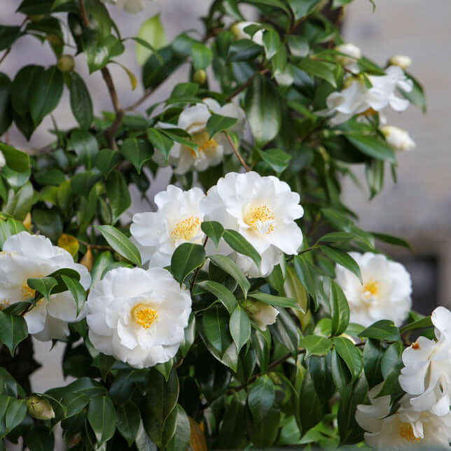 White Doves Camellia (7892841234687)