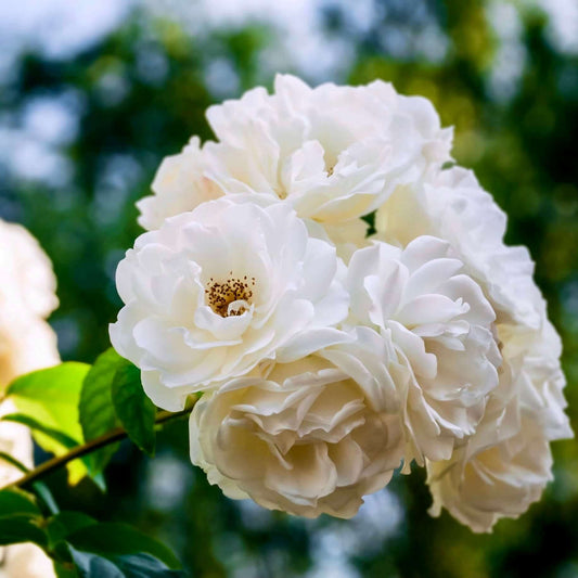White Flower Carpet Groundcover Rose (7823953068287)