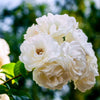 White Flower Carpet Rose