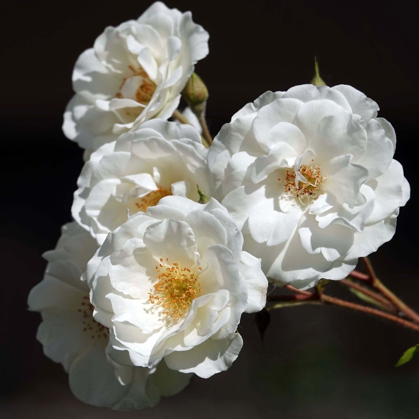 White Flower Carpet Groundcover Rose (7823953068287)