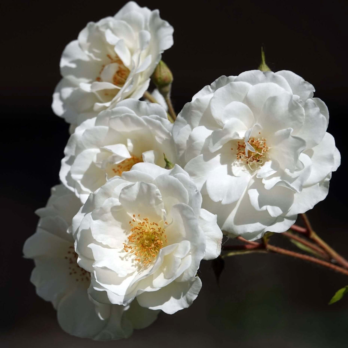 White Flower Carpet Rose | Plants Express