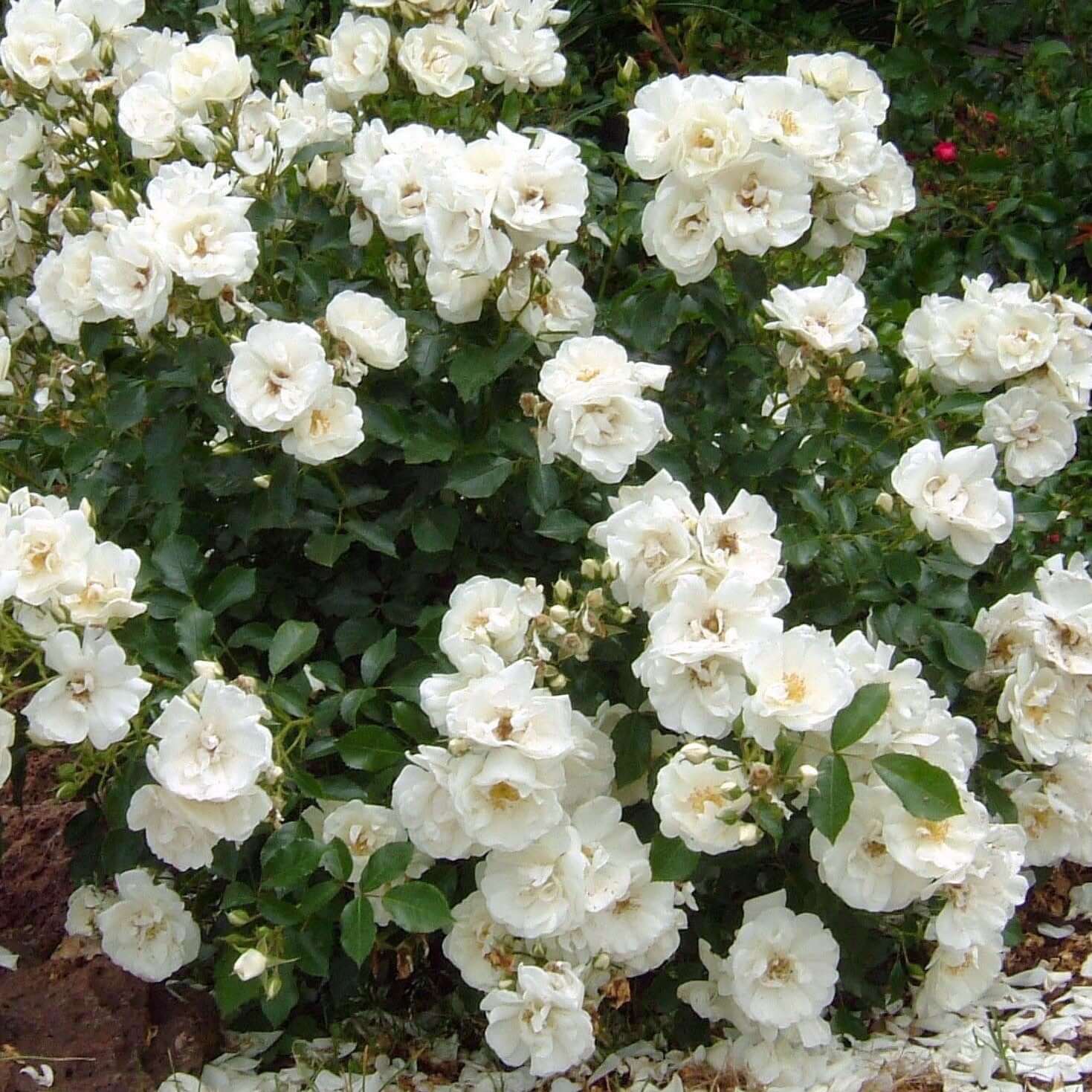 White Flower Carpet Groundcover Rose (7823953068287)