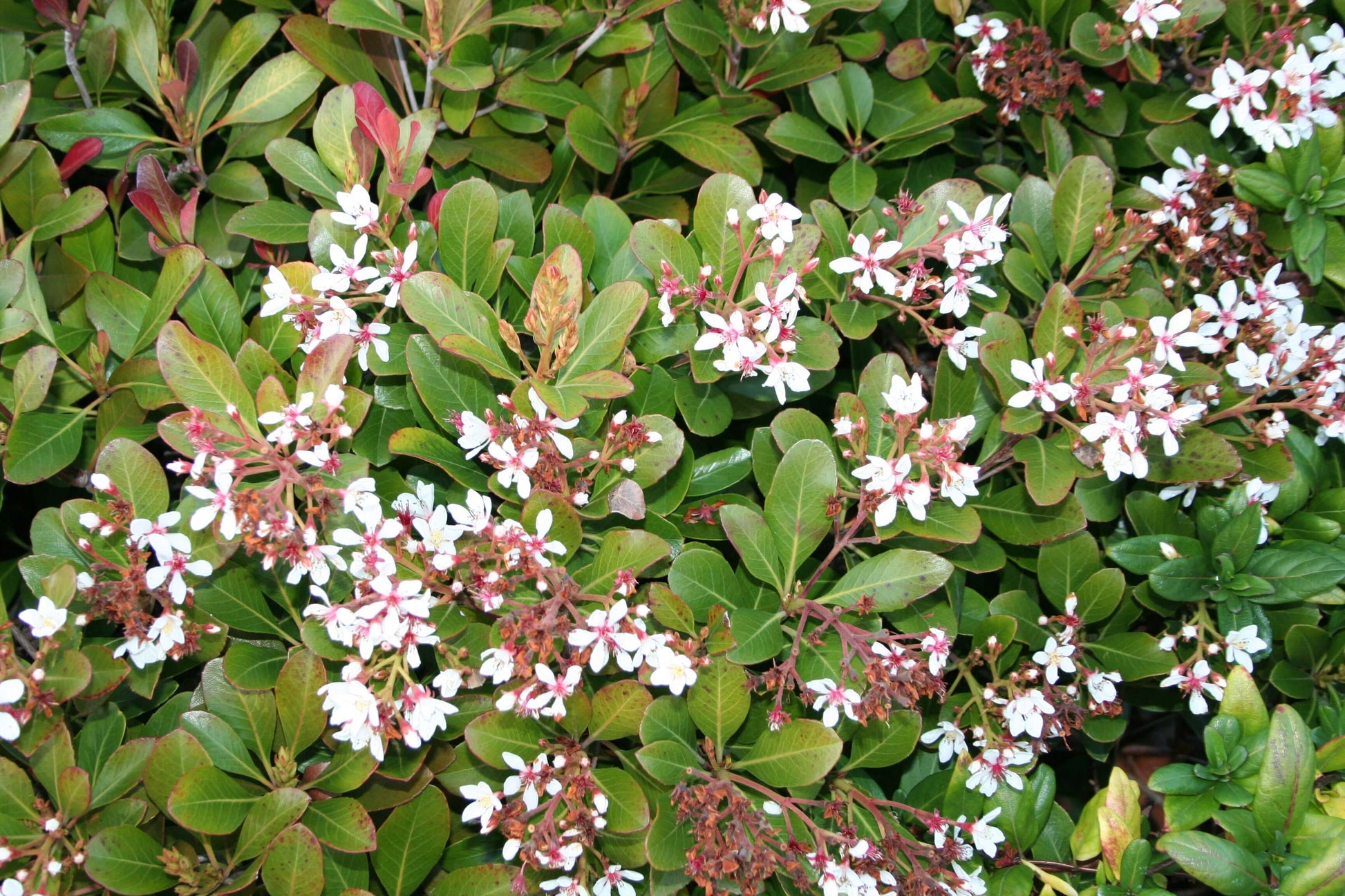White Flowering Indian Hawthorn (7900761653503)