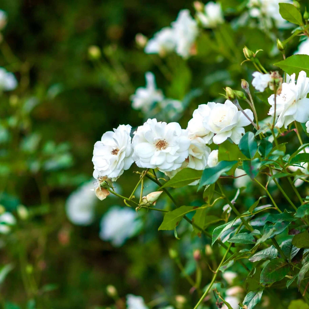 White Iceberg Shrub Rose (7823953133823)