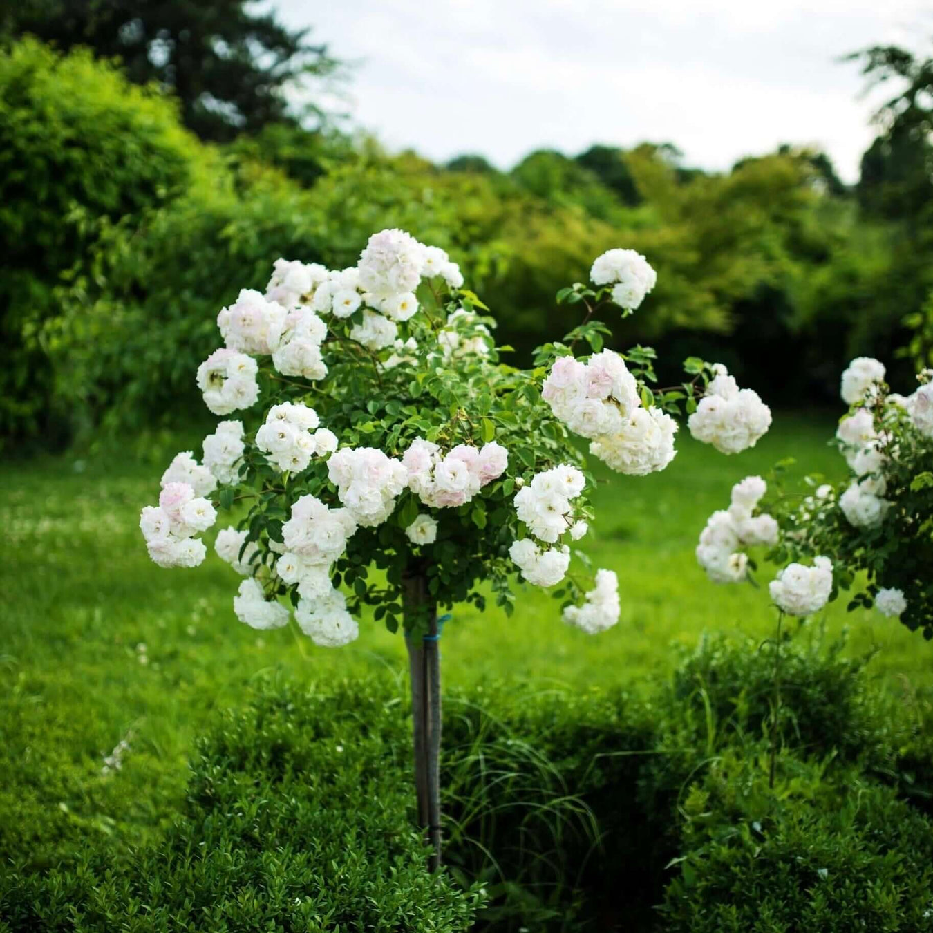 White Iceberg Tree Rose | Plants Express