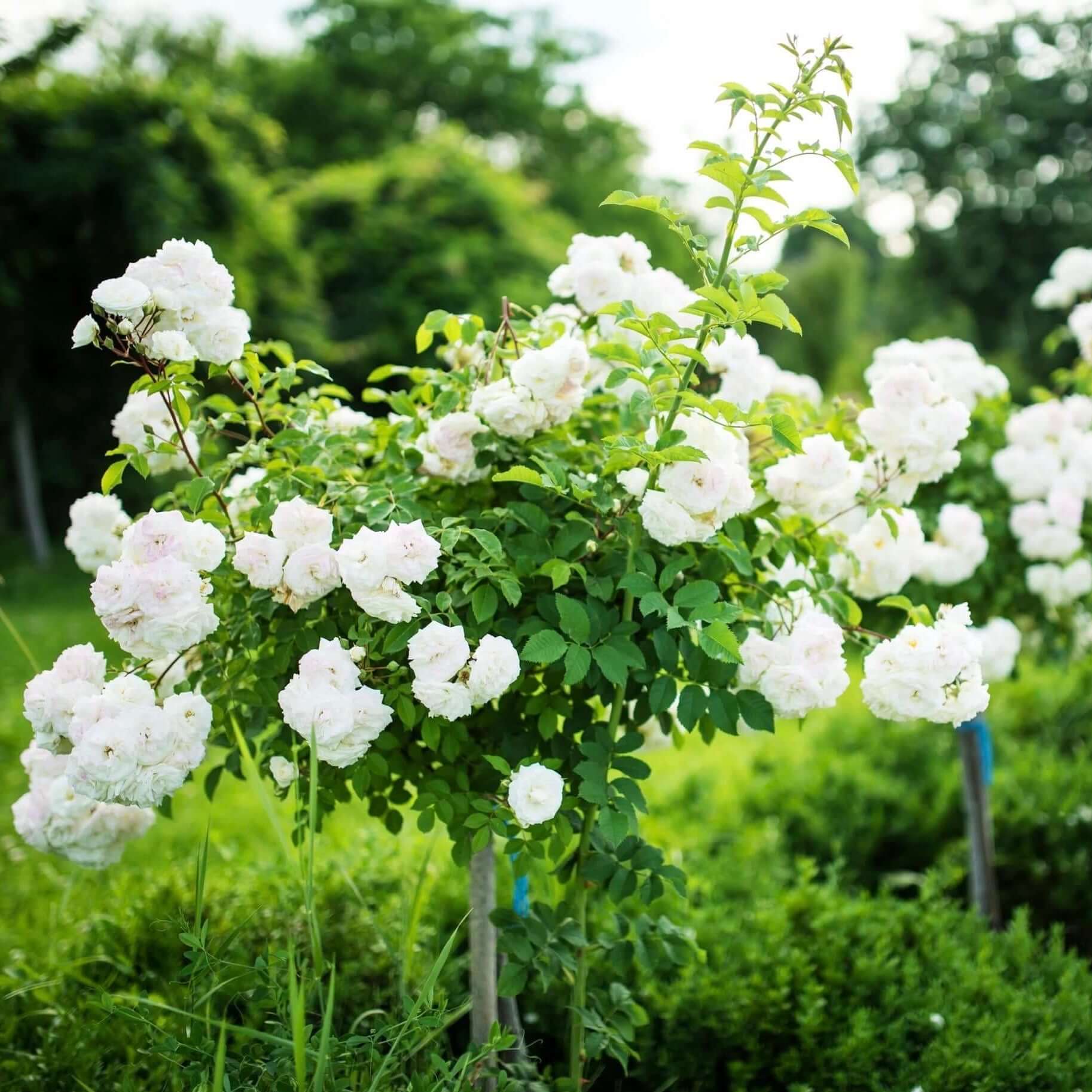 Flower Rose White