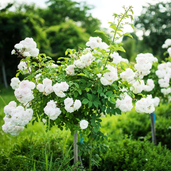 white rose bonsai tree 5 Gal. White Iceberg Tree Rose
