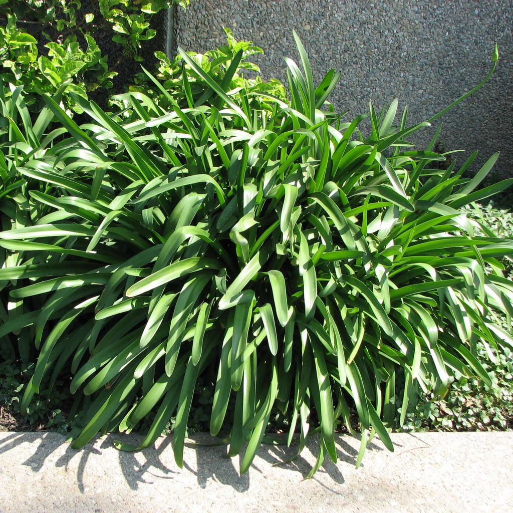 white african lily plant White Lily of the Nile (Agapanthus africanus 'Albus') – Plants Express