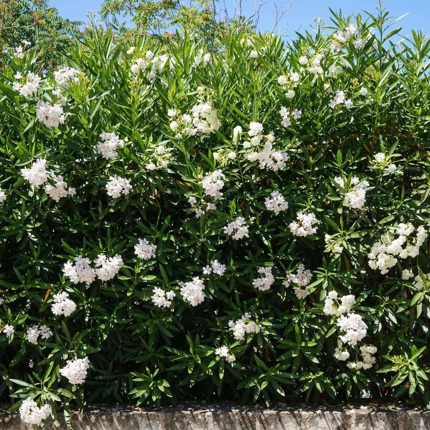 White Oleander Bush (7823952085247)