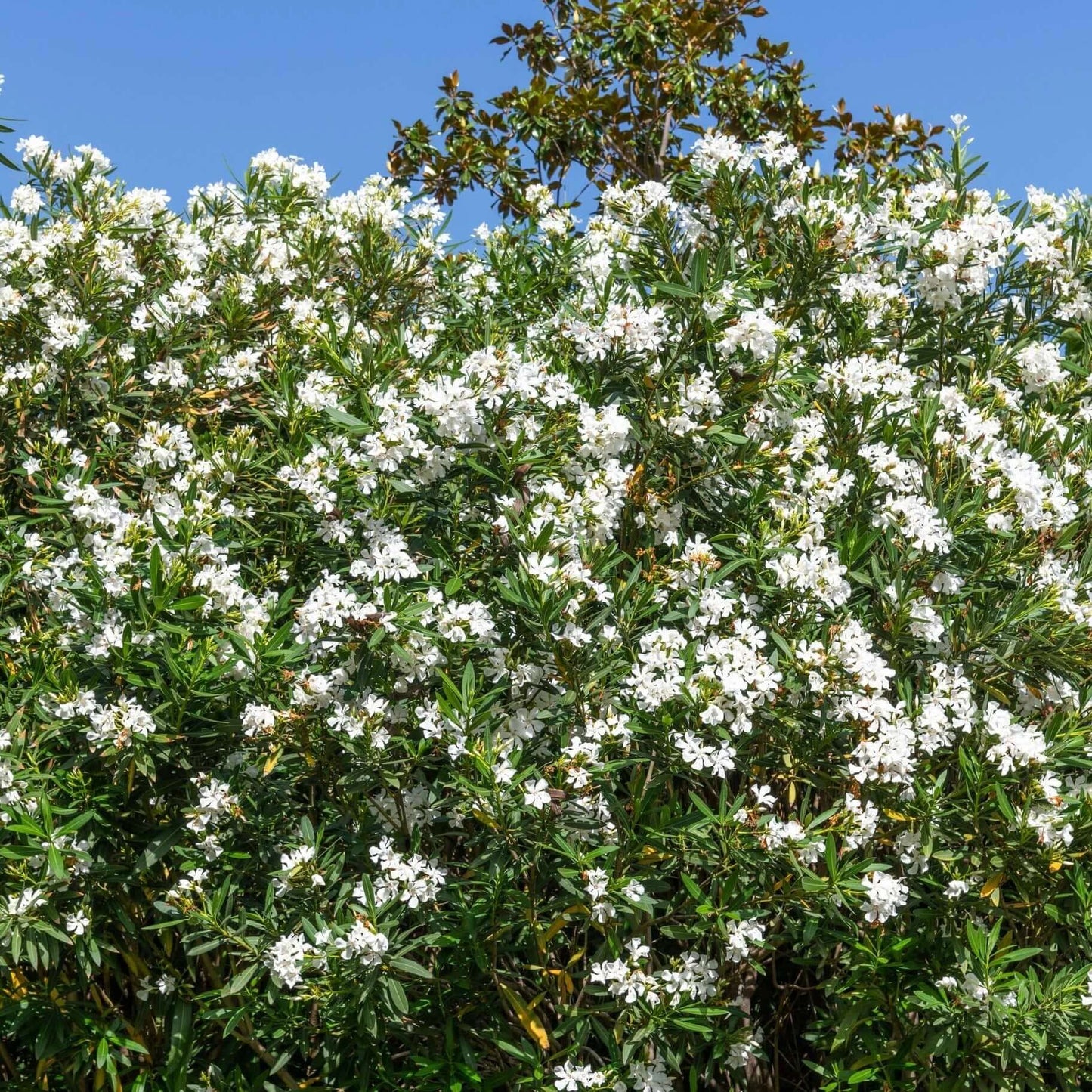 White Oleander Bush (7823952085247)