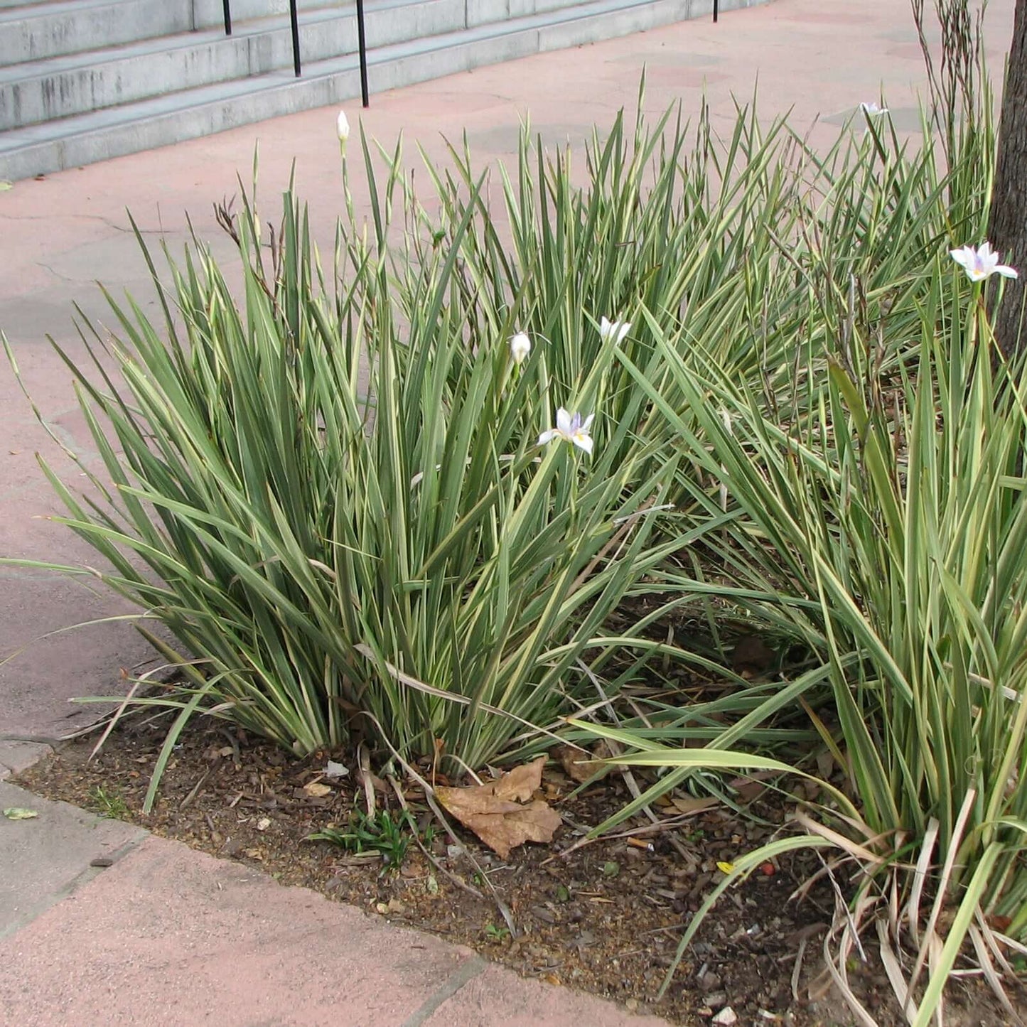 White Striped Fortnight Lily (7904042549503)