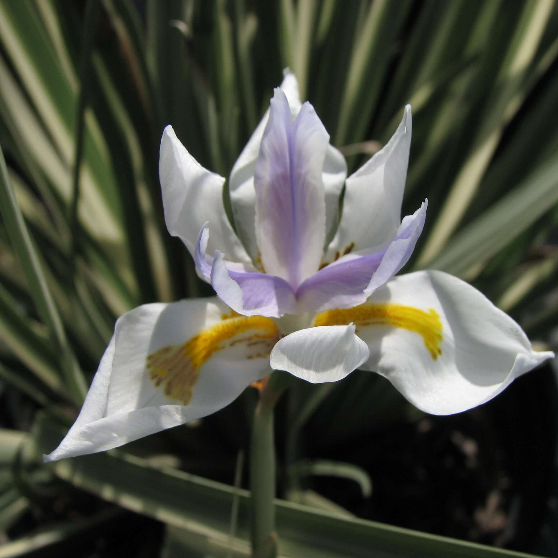 White Striped Fortnight Lily (7904042549503)