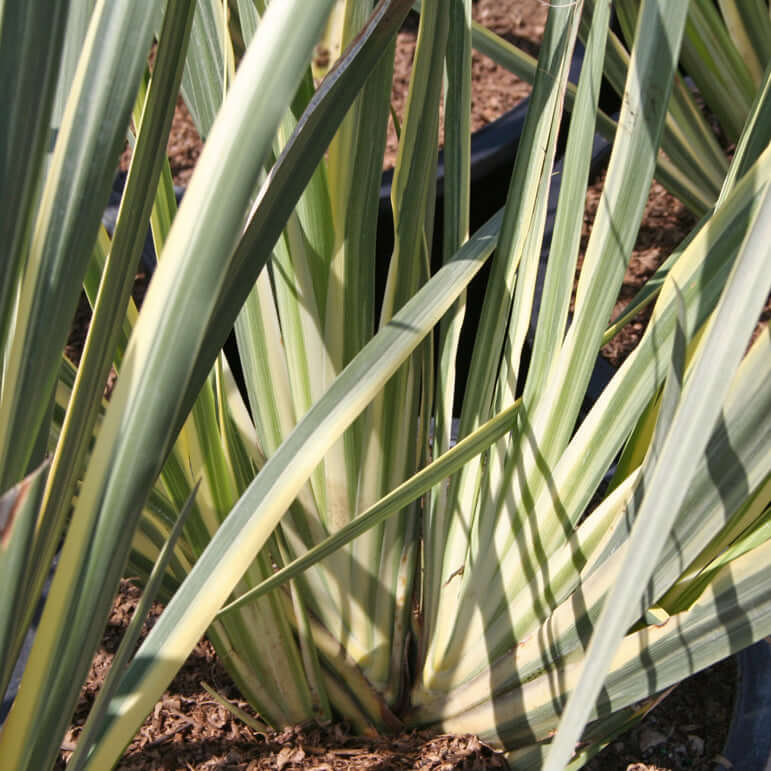 White Striped Fortnight Lily (7904042549503)