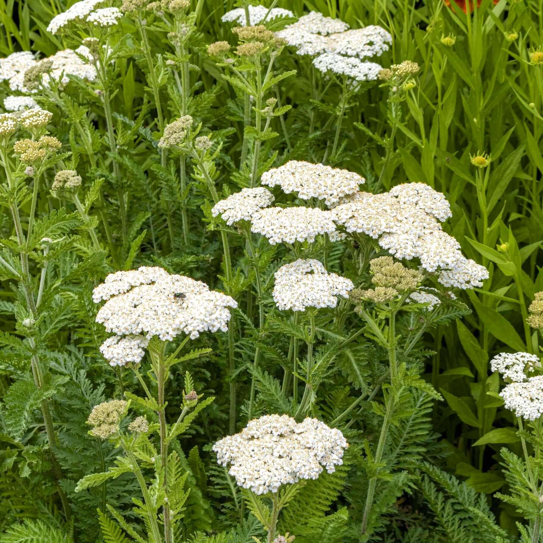 Yarrow 2024