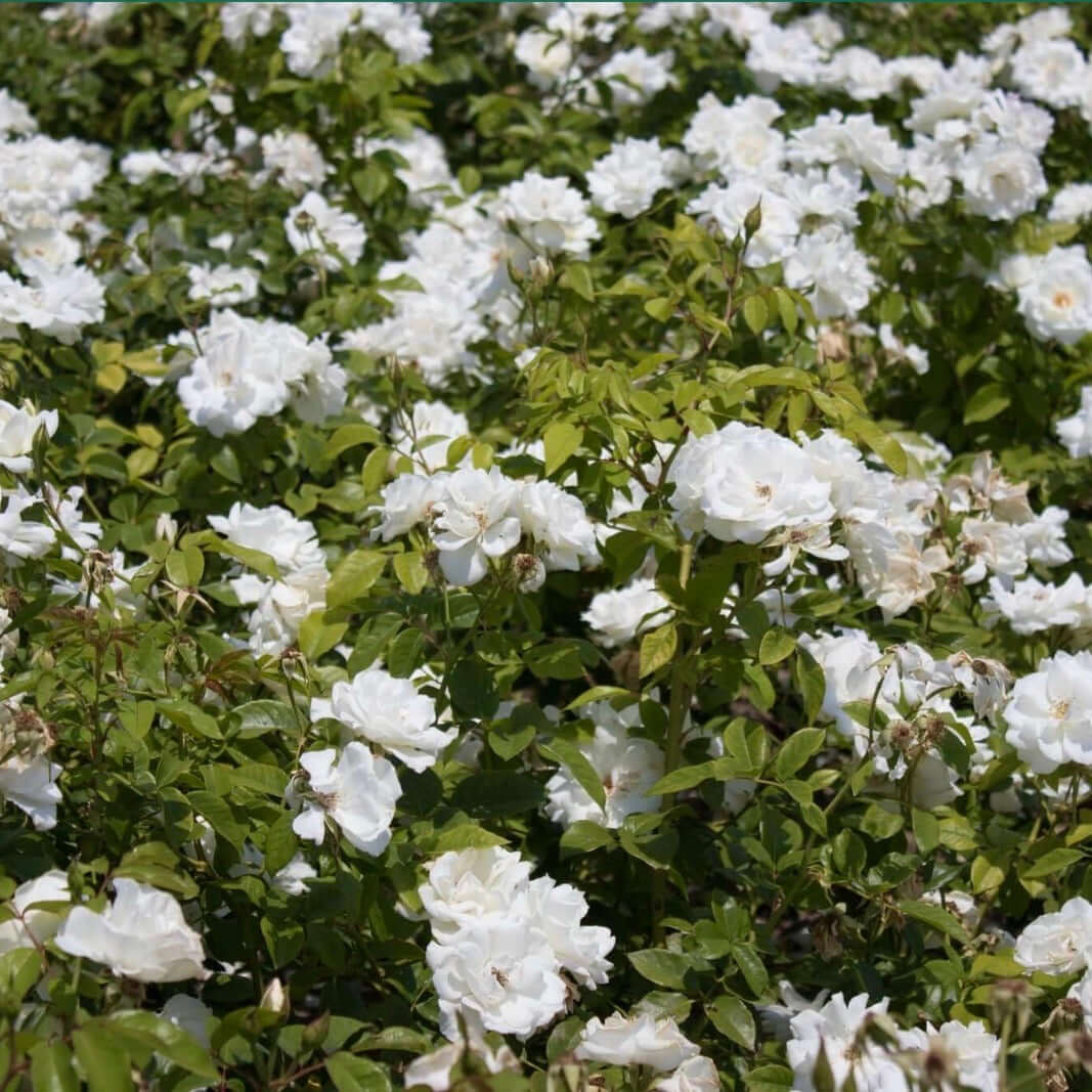 White Iceberg Shrub Rose (7823953133823)