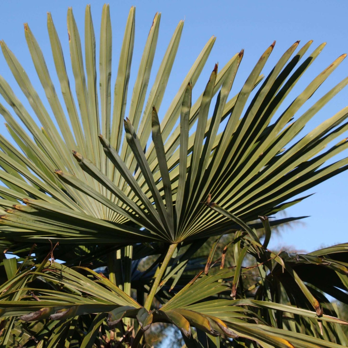 Windmill Palm (7927859282175)