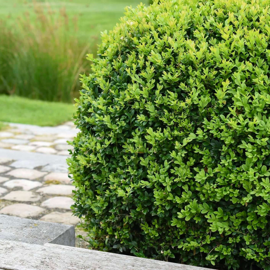 Japanese Boxwood 'Winter Gem' (Buxus microphylla japonica)