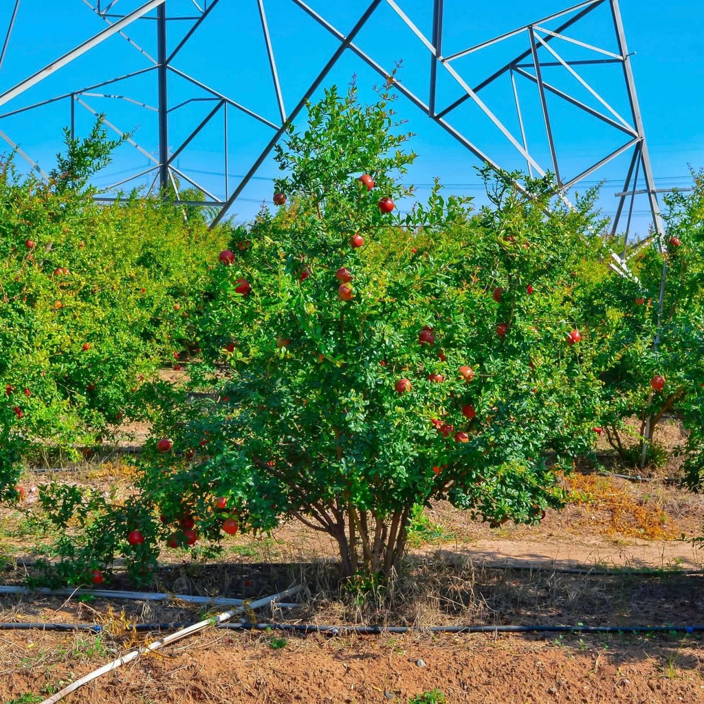 Wonderful Pomegranate Tree Orchard Planted 
