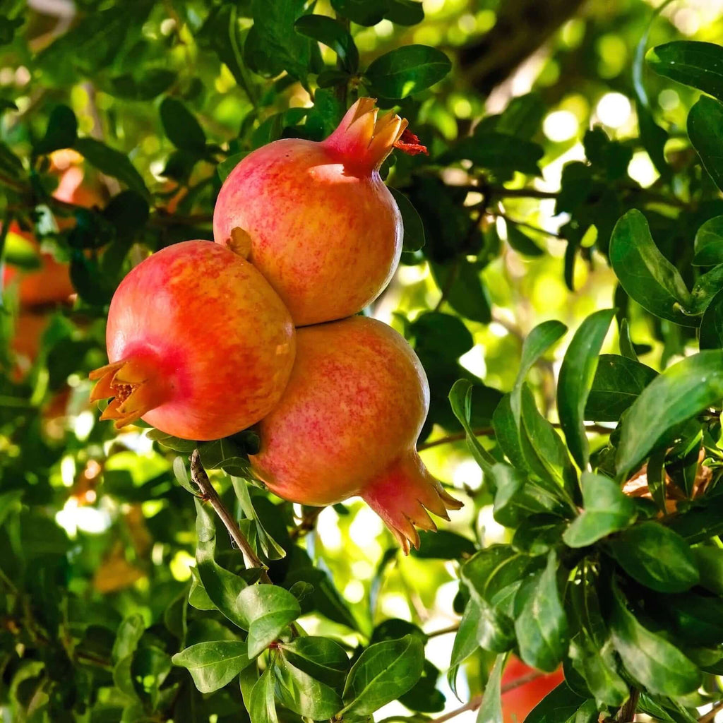 Wonderful Pomegranate Tree Fruit Close-Up