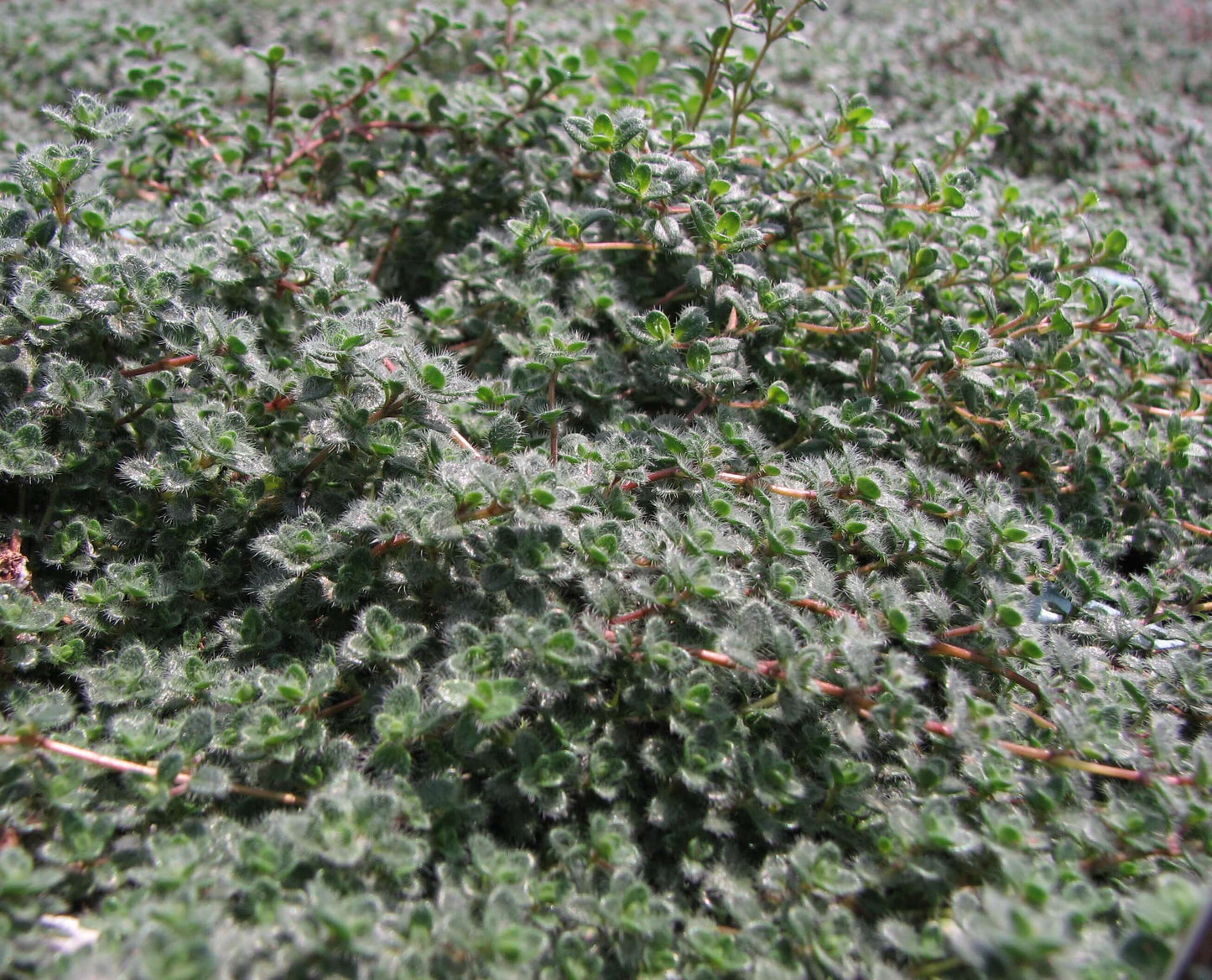 Woolly Thyme (7898239009023)