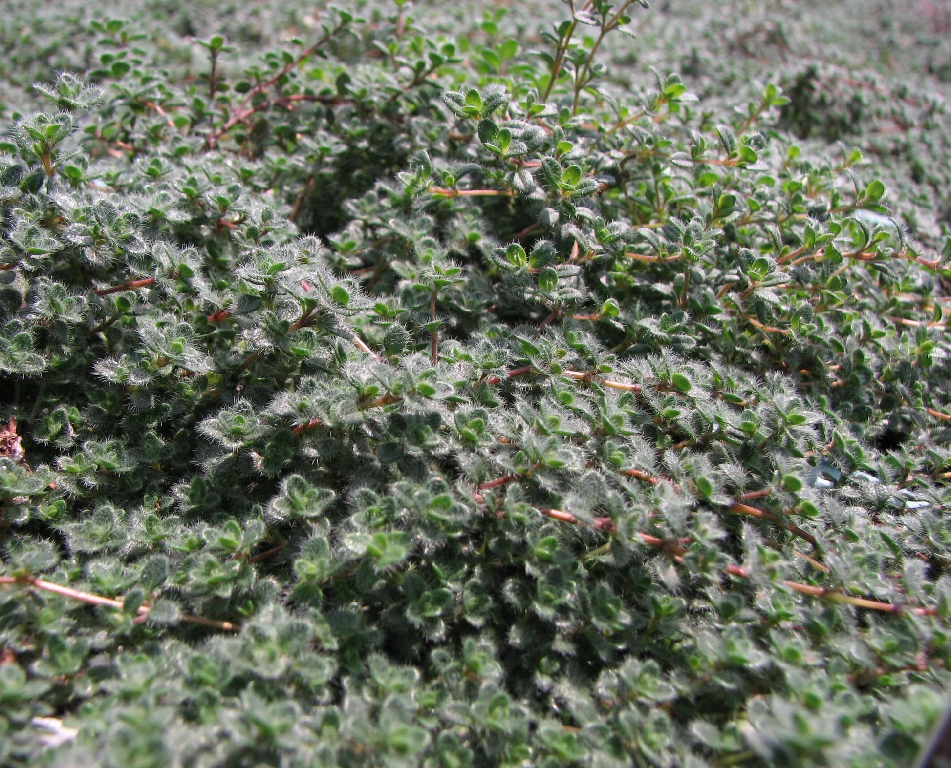 Woolly Thyme, Thymus lanuginosus