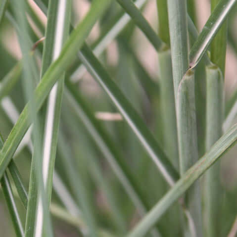 Miscanthus sinensis 'Yaku Jima' (7994782941439)