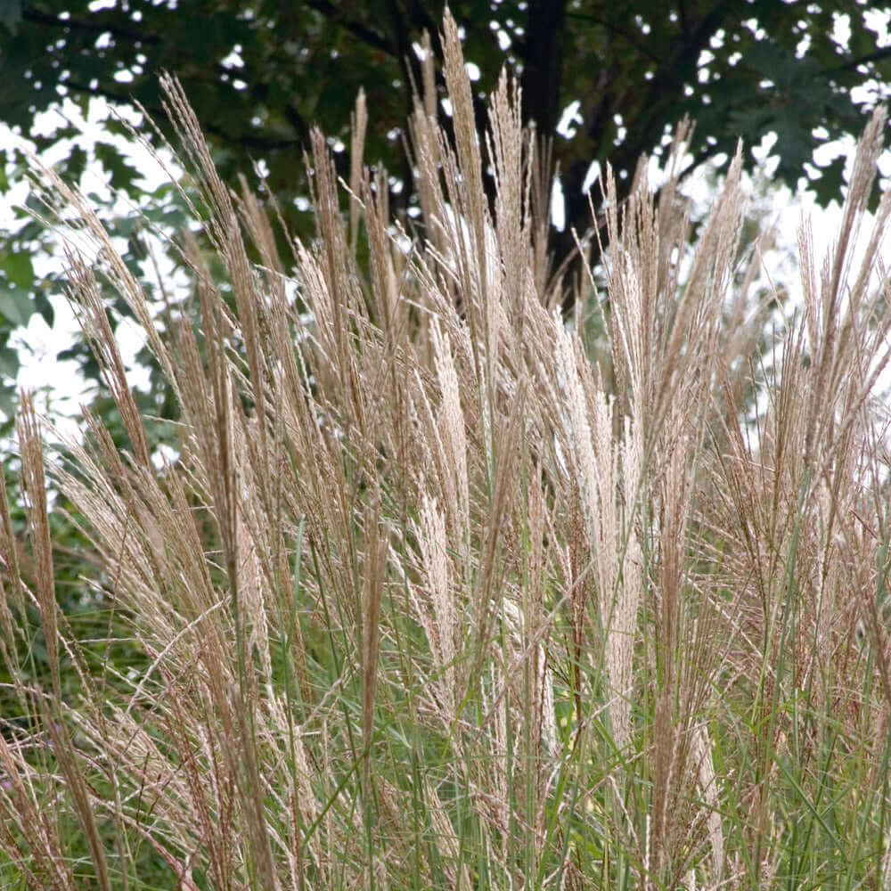 Miscanthus sinensis 'Yaku Jima' (7994782941439)