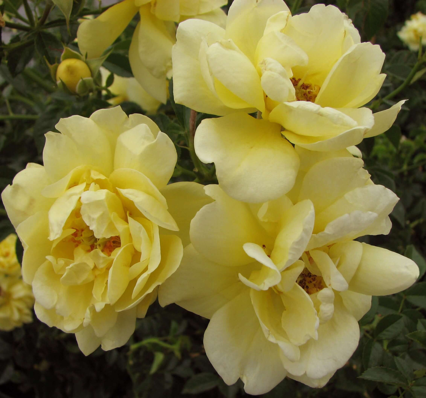 Yellow Flower Carpet Groundcover Rose (7898801864959)