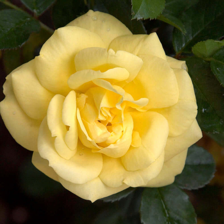 Yellow Flower Carpet Groundcover Rose Plants Express