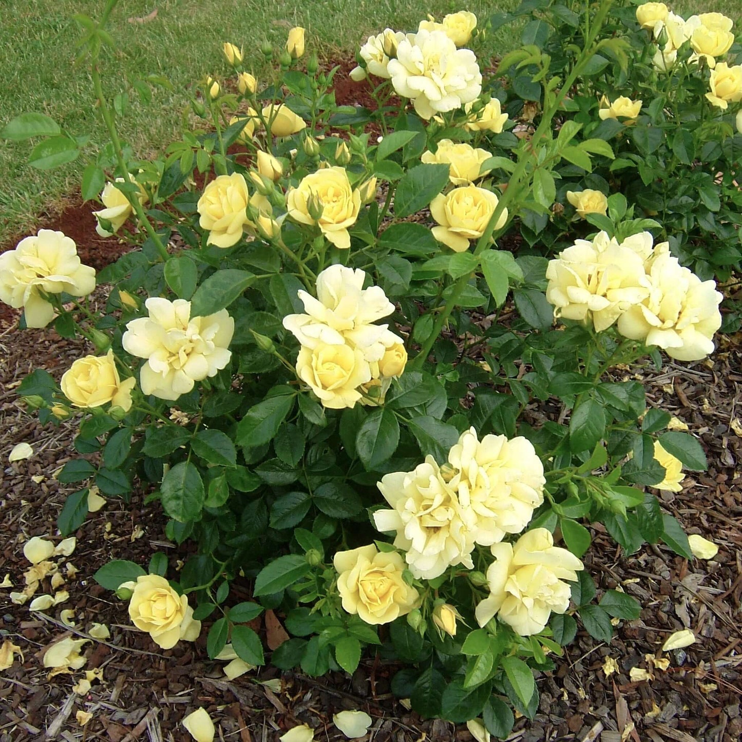 Yellow Flower Carpet Groundcover Rose (7898801864959)