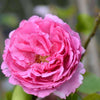 Yves Piaget Rose