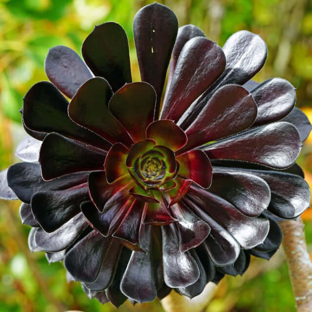 black succulent plant nz Aeonium Black Rose – Plants Express