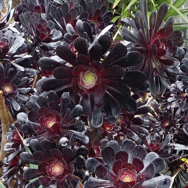 black rose plant succulent Aeonium Black Rose