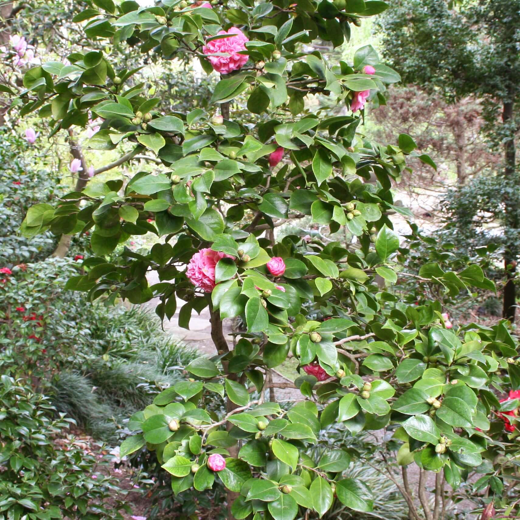 Camellia japonica Debutante (7823949693183)